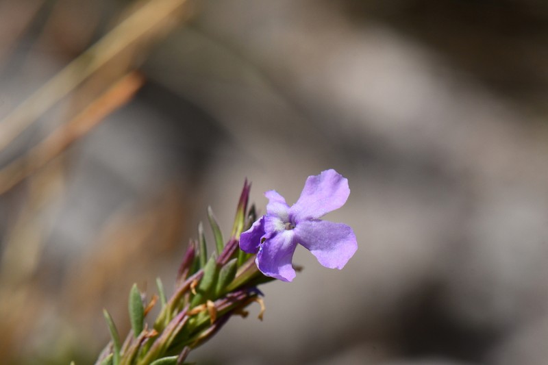 Spoonleaf photo 2