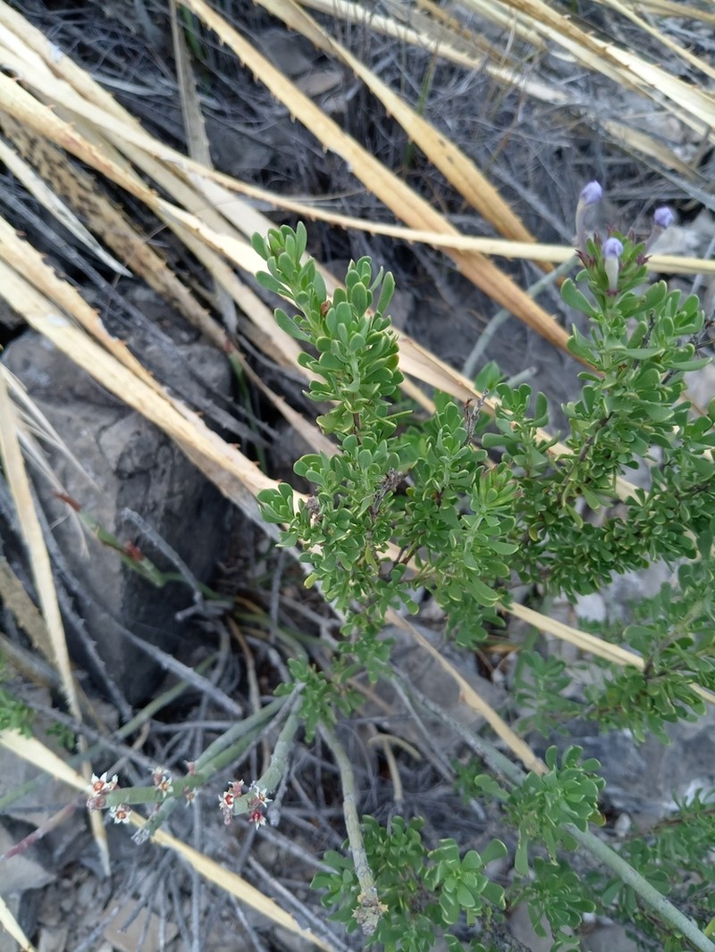 Spoonleaf photo 3