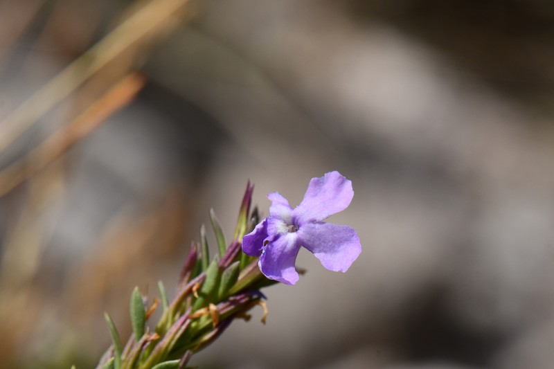 Spoonleaf photo 7