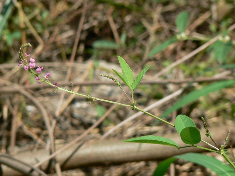 Bouffordia dichotoma photo 3