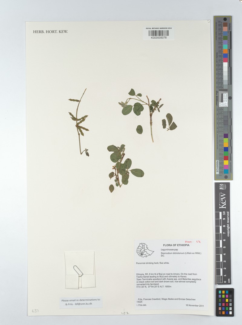 Bouffordia dichotoma photo 8