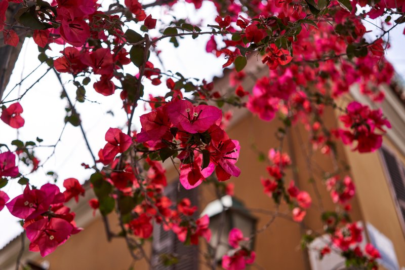 Bougainvillea photo 3