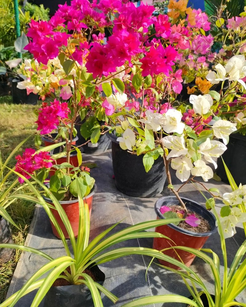 Bougainvillea photo 4