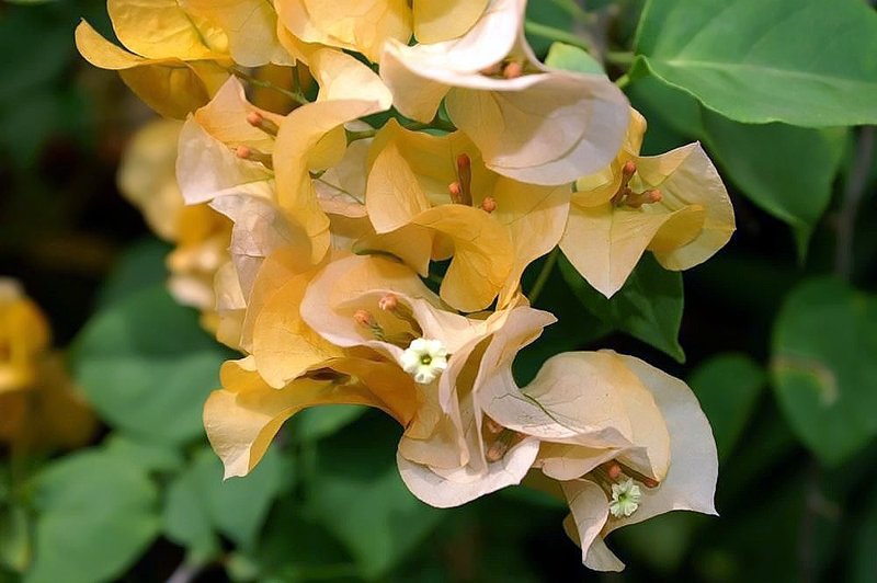 Bougainvillea photo 5