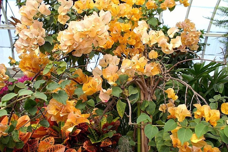 Bougainvillea photo 6