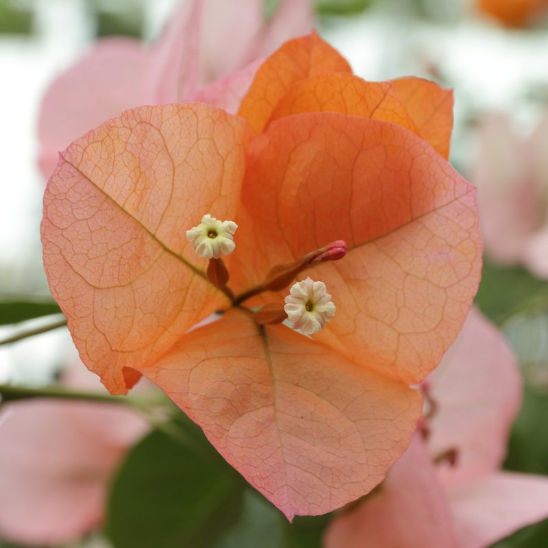 Bougainvillea photo 7
