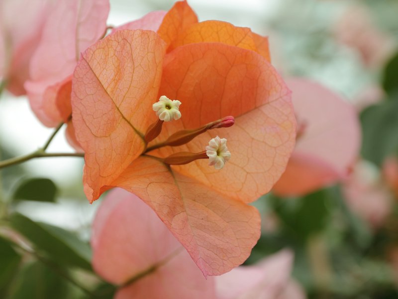 Bougainvillea photo 8