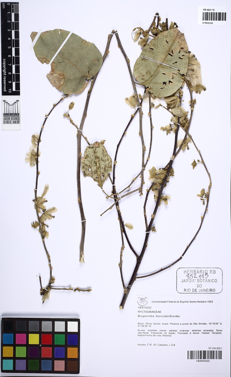 Bougainvillea fasciculata