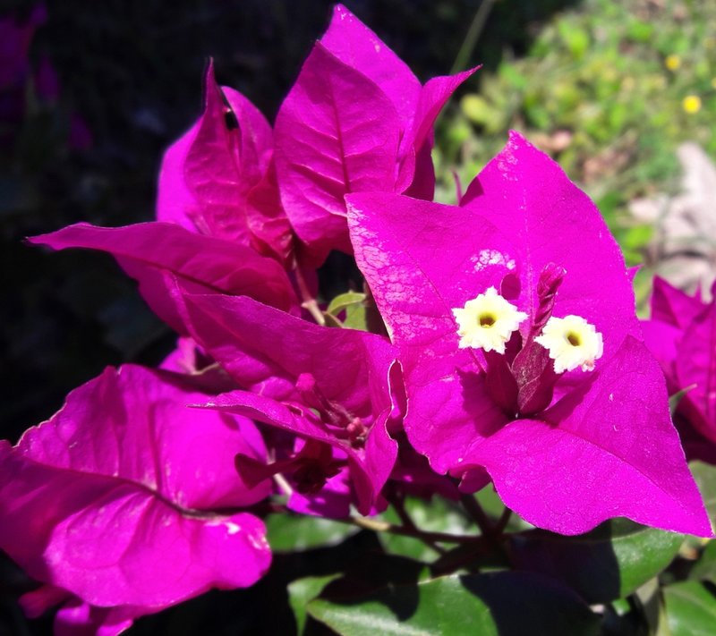 Paperflower photo 3