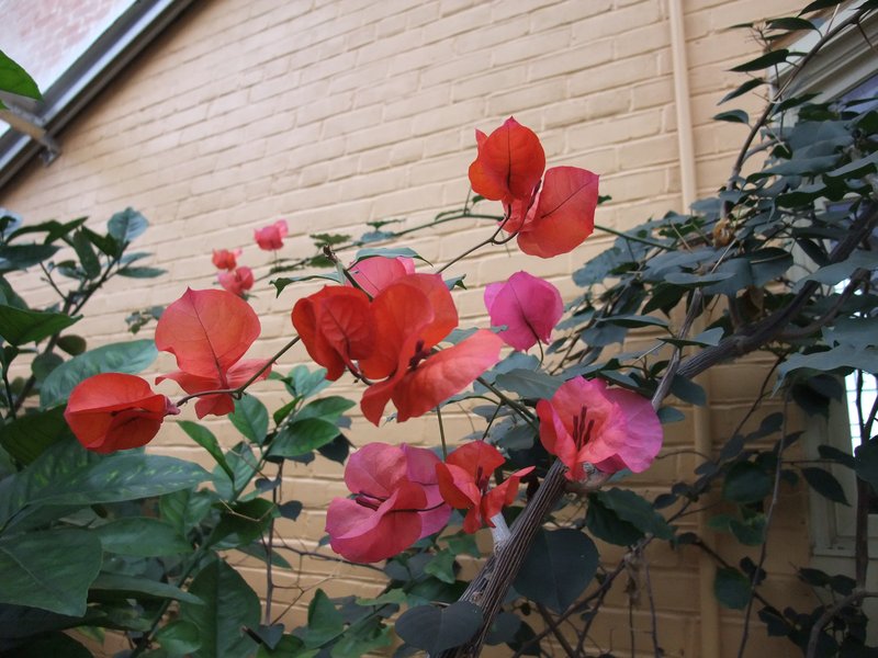 Paperflower photo 4