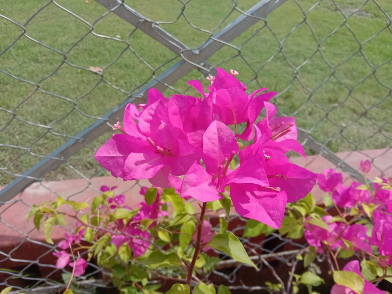 Paperflower photo 6