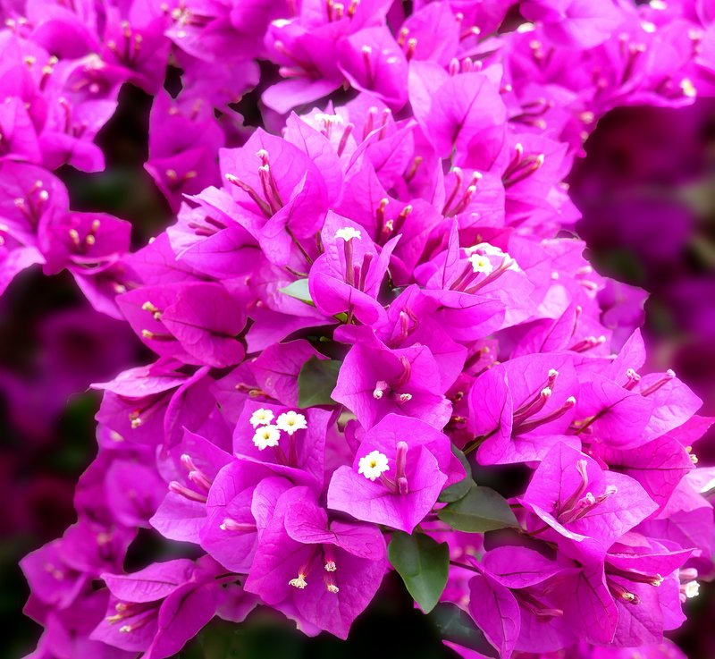 Paperflower photo 7