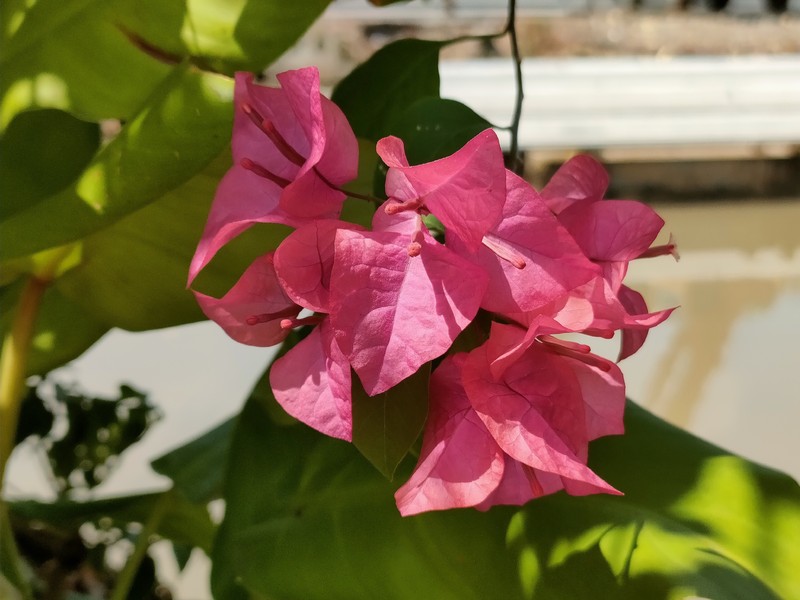 Paperflower photo 2