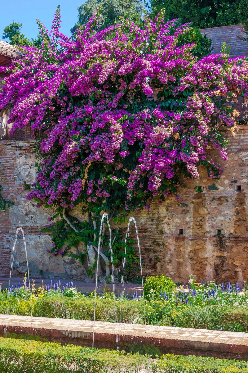 Great Bougainvillea photo 5