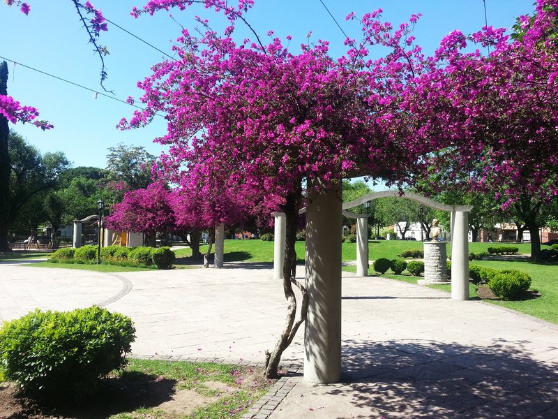 Great Bougainvillea photo 6