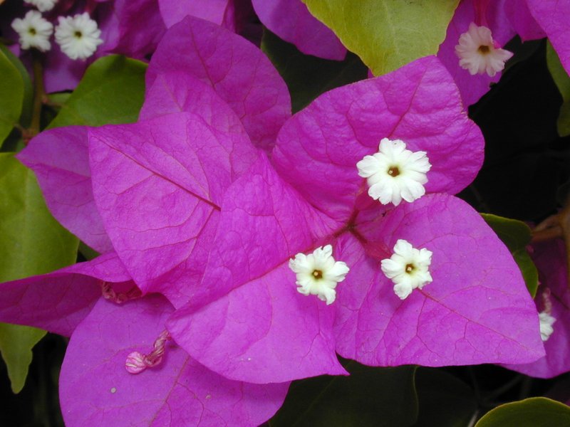 Great Bougainvillea photo 7