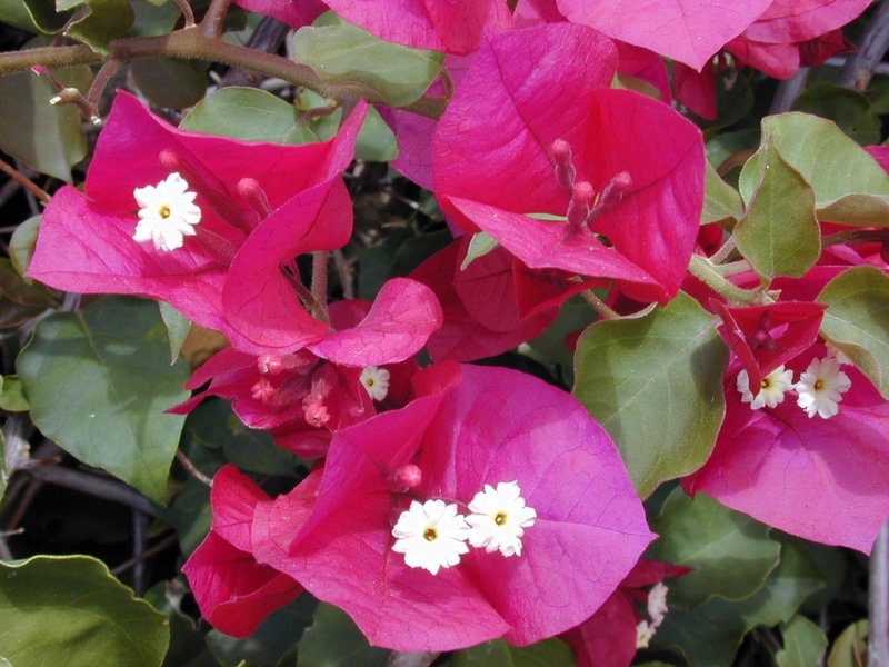 Great Bougainvillea