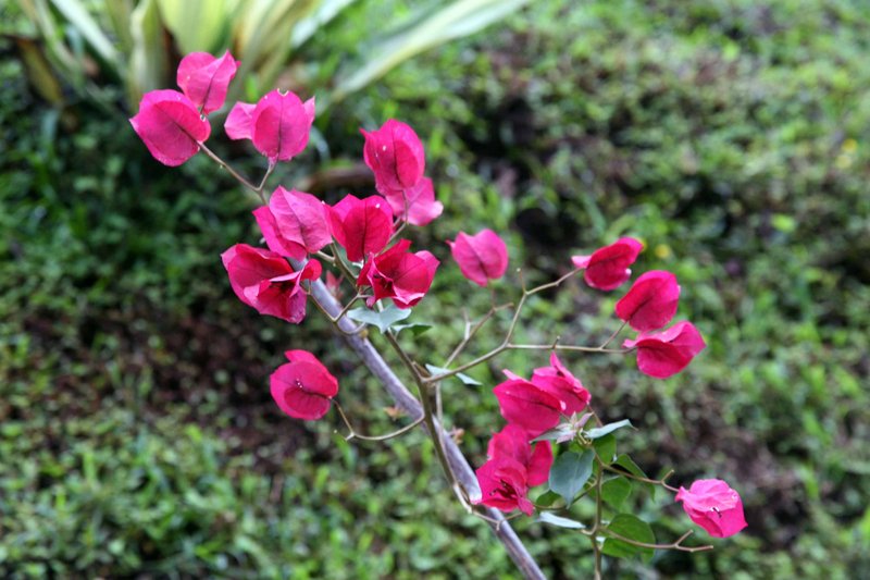 Great Bougainvillea photo 8