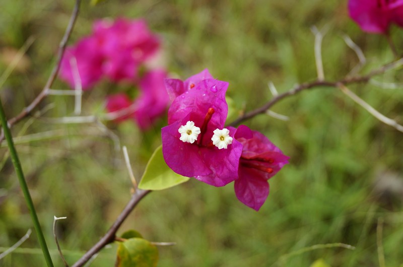 Great Bougainvillea photo 2