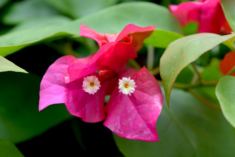 Great Bougainvillea photo 3