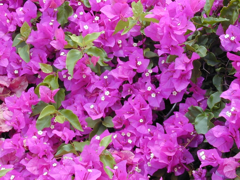 Great Bougainvillea photo 4