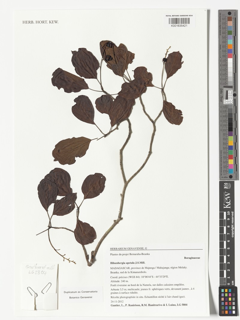 Bourreria apetala