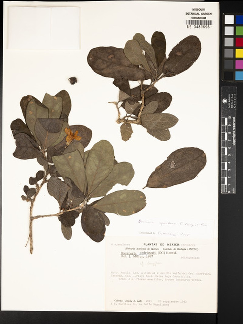 Bourreria aquilana