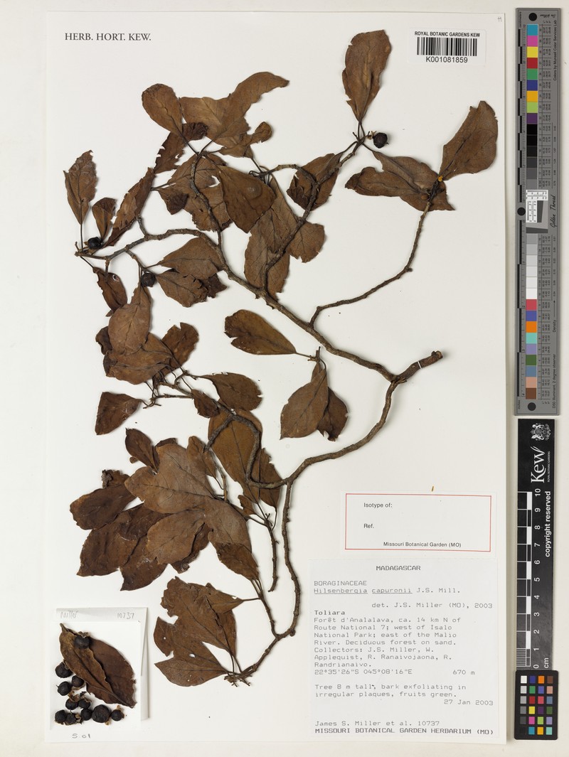 Bourreria capuronii