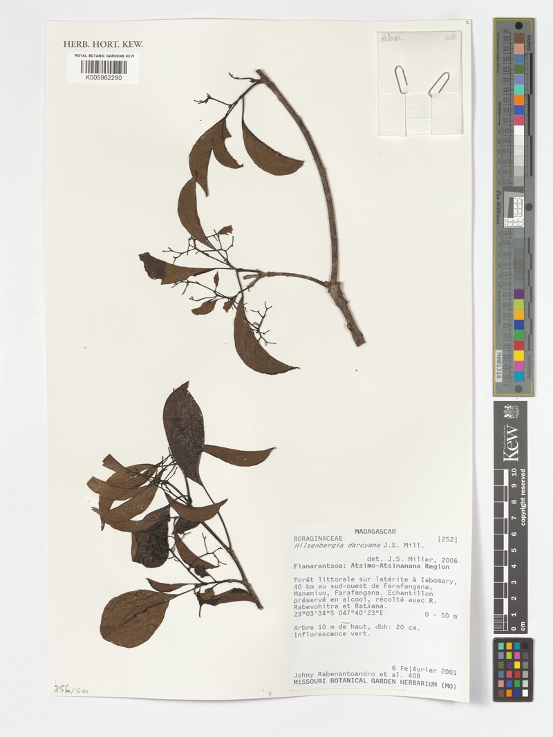 Bourreria darcyana