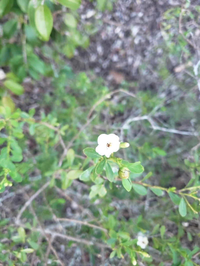 Smooth Strongbark photo 3