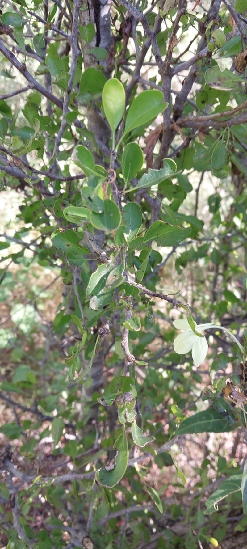 Bourreria leslieae