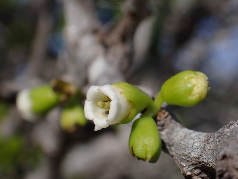 Bourreria leslieae photo 3