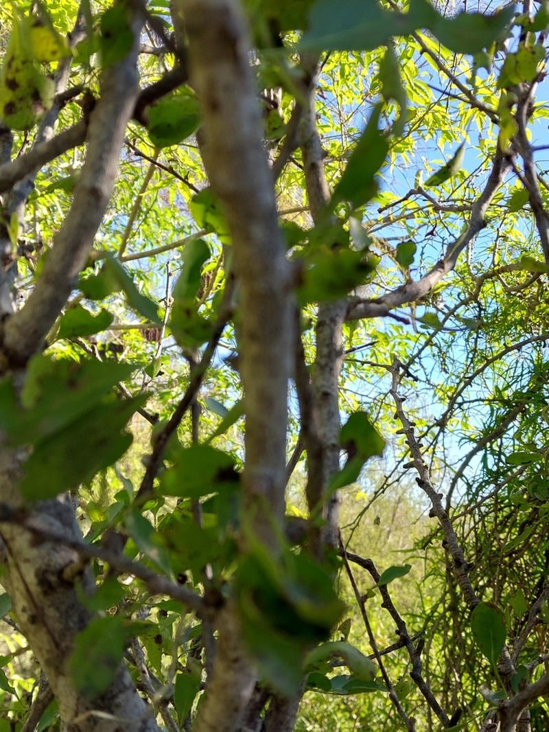 Bourreria leslieae photo 4