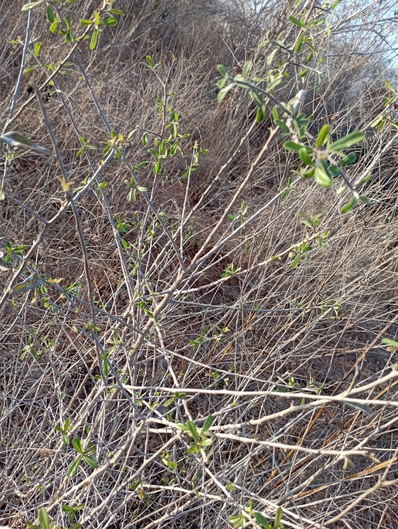 Bourreria ritovegana