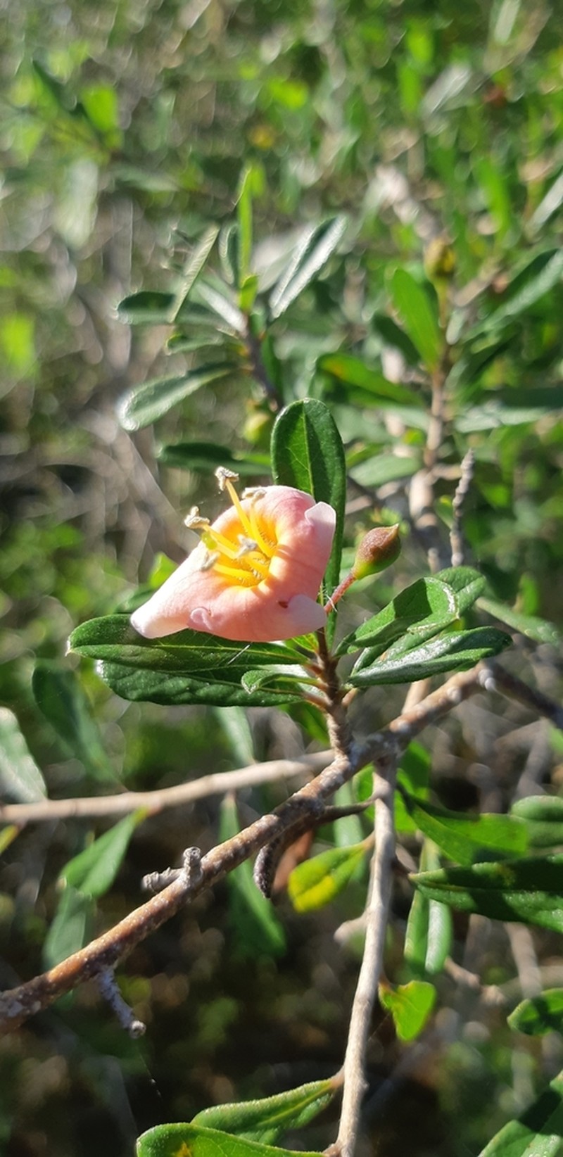 Bourreria ritovegana photo 2