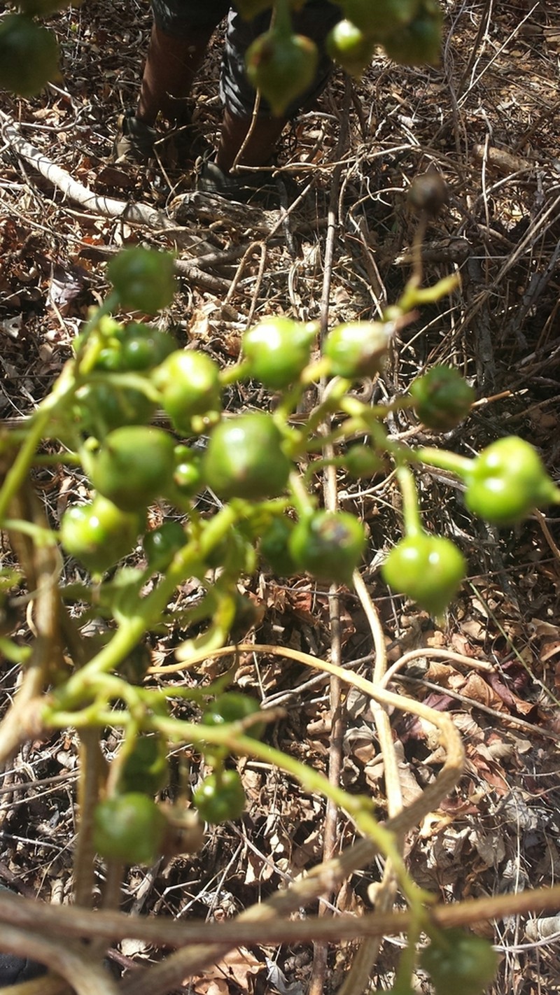 Bourreria schatziana
