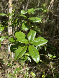Roble De Guayo