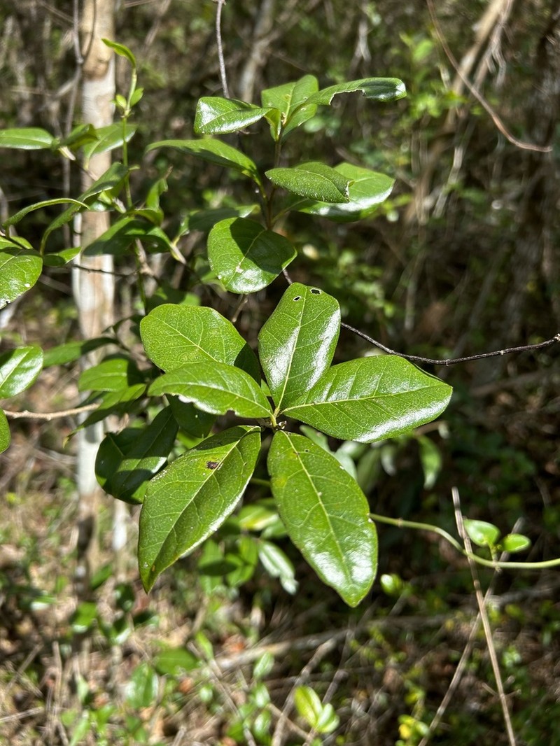 Roble De Guayo