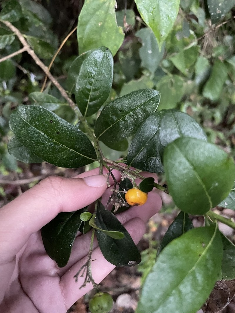 Roble De Guayo photo 2