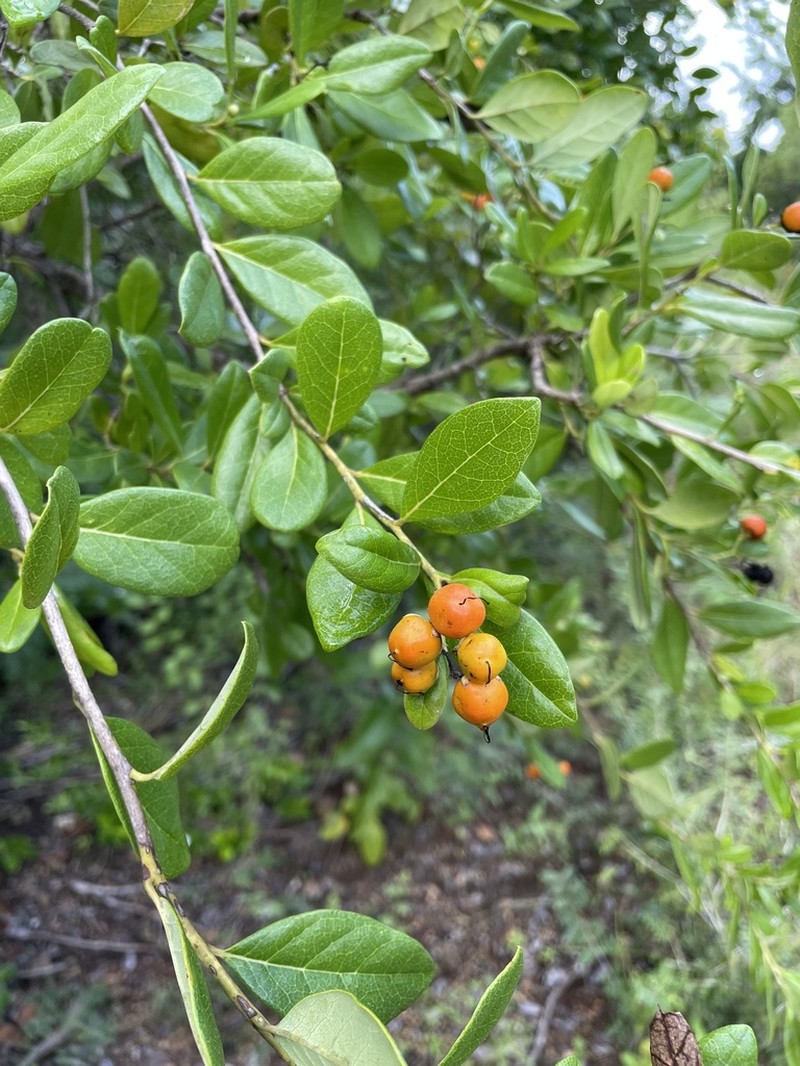 Roble De Guayo photo 3