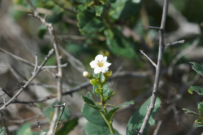 Roble De Guayo photo 4
