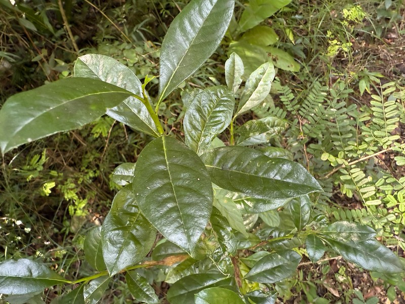 Roble De Guayo photo 7