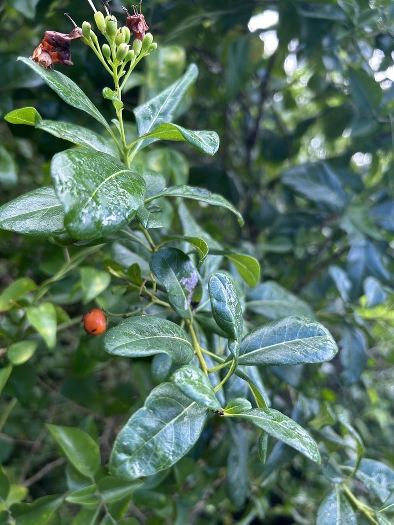 Roble De Guayo photo 8