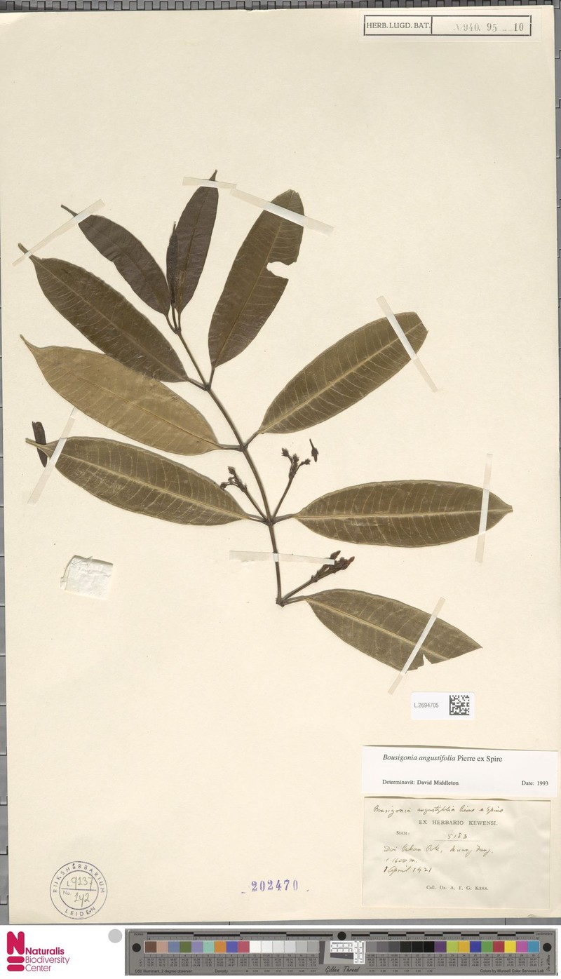 Bousigonia angustifolia