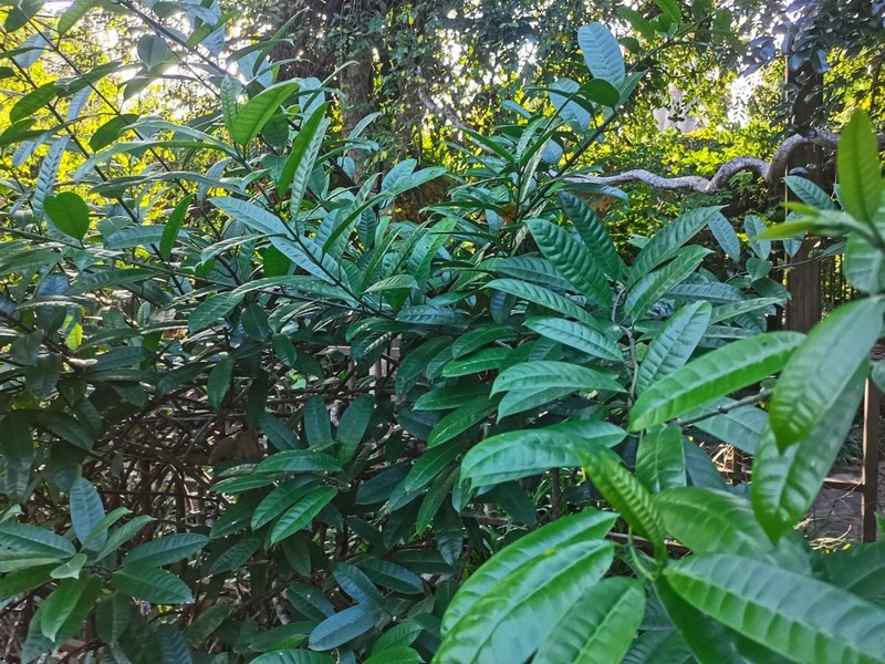Bousigonia mekongensis