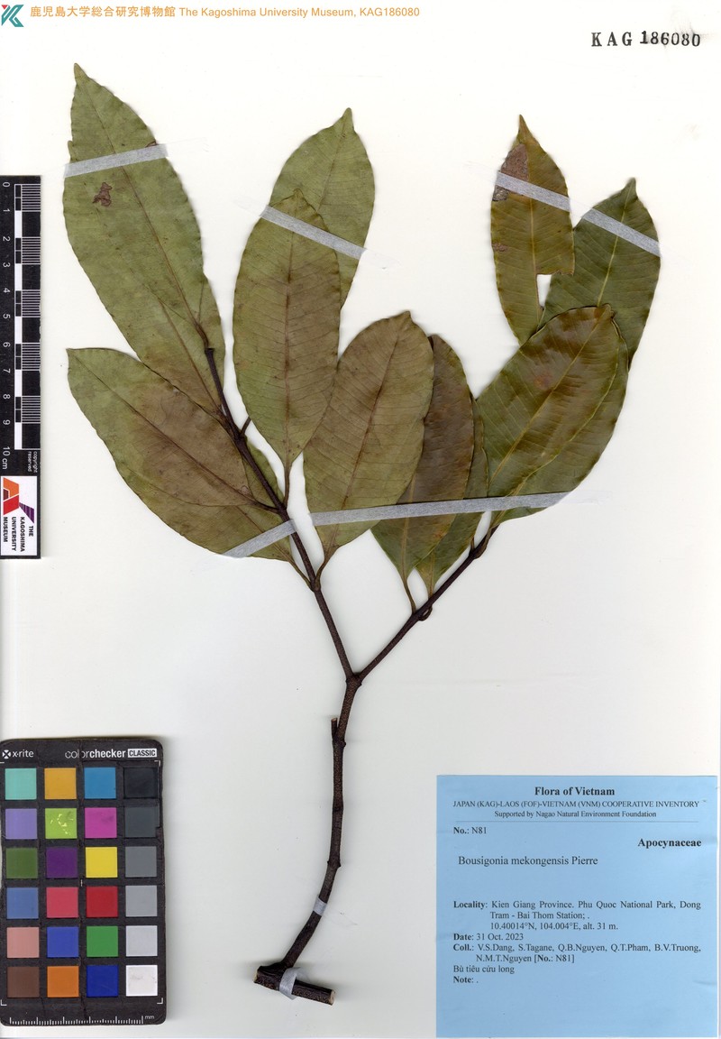 Bousigonia mekongensis photo 2