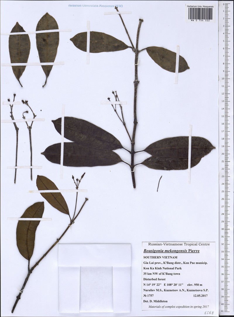 Bousigonia mekongensis photo 3