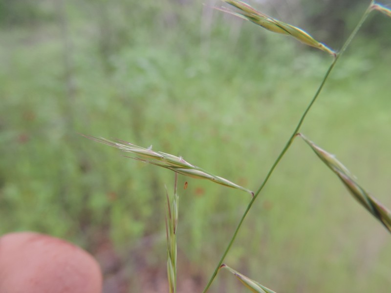 American Grama photo 2