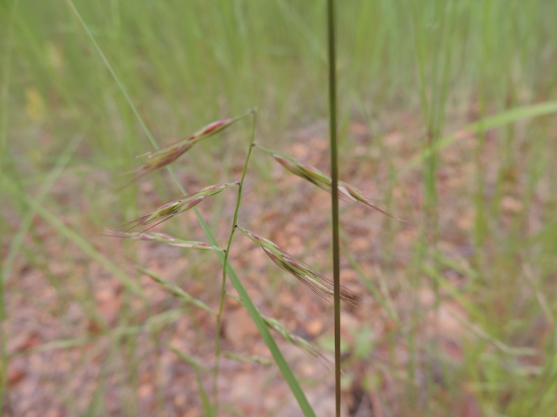 American Grama photo 6