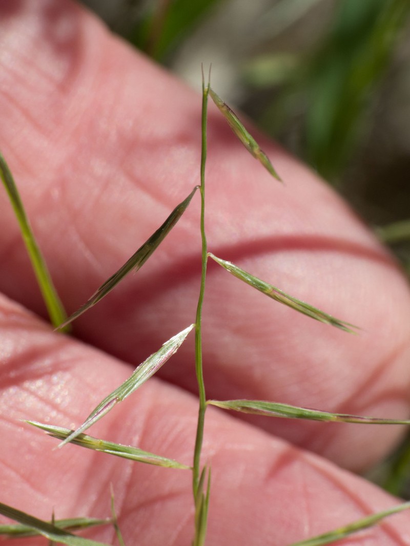 Needle Grama photo 3